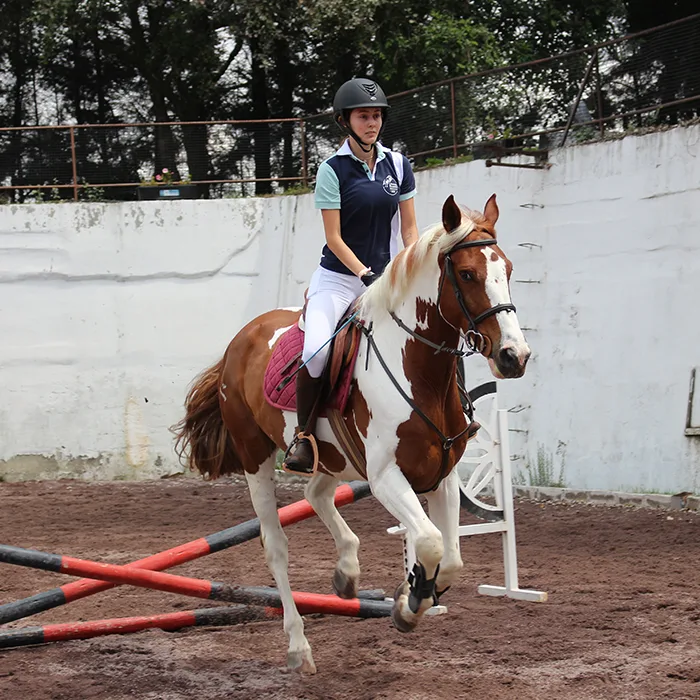 La hacienda ecuestre servicios entrenamiento de caballos